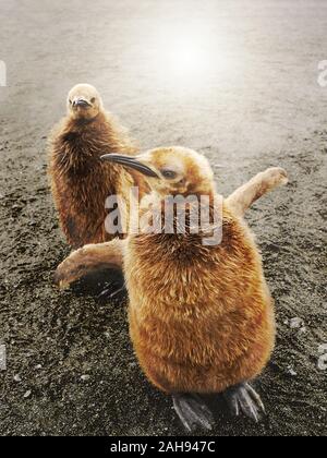 Zwei süße Königspinguin Küken mit flauschigen braunen Flaumfedern allein stehend auf einem Black Sand Beach, ein mit ausgebreiteten Flügeln. South Georgia Island. Stockfoto