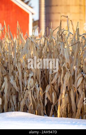 Ständigen Maisstängel im Schnee vor einem roten Scheune und Silo im Dezember vertikale Stockfoto