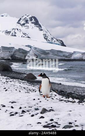 Eine südliche Gentoo Pinguin (Pygoscelis papua ellsworthi) auf Livingston Insel im South Shetland Inseln, Antarktis. Stockfoto