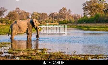 Ein Afrikanischer Elefant (Loxodonta africana) genießt eine ruhige Moment alleine zum Abkühlen und Wasser trinken in der Khwai River, Botswana. Stockfoto