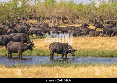 Konzentrieren Sie sich auf die vorderen Büffel, wie eine Herde von vielen Afrikanischen oder Kaffernbüffel (Syncerus Caffer) Lateinamerika - Trinke Wasser aus einem kleinen Fluss in Botswana. Stockfoto