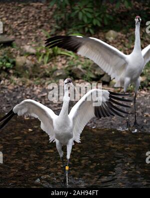 Whooping crane Vögel in der Nähe Profil ansehen hoch im Wasser mit ausgebreiteten Flügeln in seiner Umgebung und Umwelt. Zwei Schreikraniche Mail-abruf Stockfoto