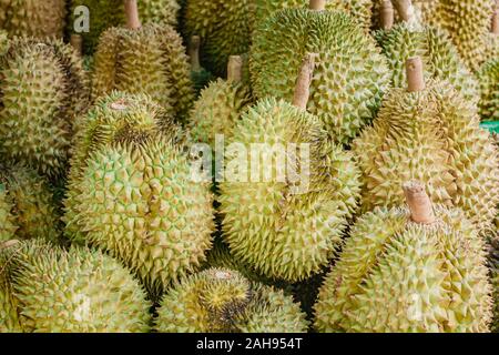 Frische durian auf Baum im Obstgarten, tropische Früchte. Stockfoto