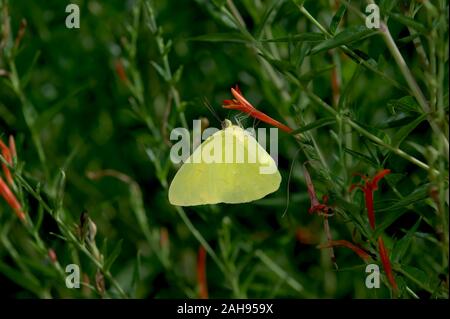 Arizona orange Schwefel Schmetterling Fütterung auf Chuparosa Blumen. Stockfoto
