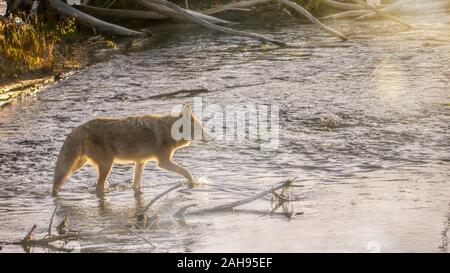 Eine wilde coyote (Lateinisch-Canis yogiebeer) Kreuzung einen Stream bei Sonnenaufgang, mit Flecken von Sonnenlicht in den nebeligen Wasser, im Yellowstone National Park. Stockfoto