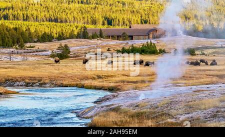 Die Upper Geyser Basin im Yellowstone National Park, mit Herden von Bison in der Nähe der Old Faithful Inn, dampfende heiße Quellen, und Fußgänger-Promenade. Stockfoto