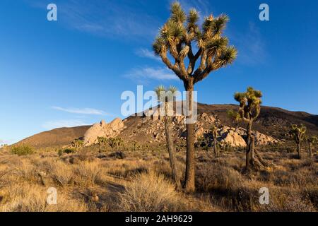 Joshua Tree Stockfoto