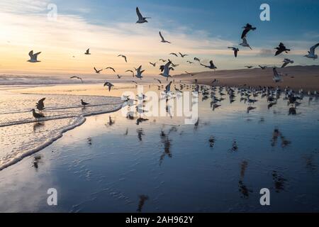 Sonnenuntergang am Strand und Herde von fliegenden Vögeln Stockfoto