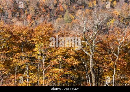Herbst Sehenswürdigkeiten entlang der Blue Ridge Parkway Abschnitt in der Appalachian Hochland zwischen Blowing Rock und Asheville, North Carolina. Stockfoto