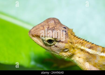 Schöne braune Chamäleon auf grünem Blatt im Wald Stockfoto