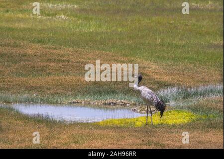 Black-necked Crane in der Nähe von Tsokar See in den Sommermonaten, Ladakh, Indien Stockfoto