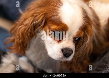 Eine reinrassige Cavalier King Charles Spaniel in Blenheim Färbung ist von einem hohen Winkel gesehen. Der Hund sieht zur Seite, die den Überblick über ihr Gesicht. Stockfoto