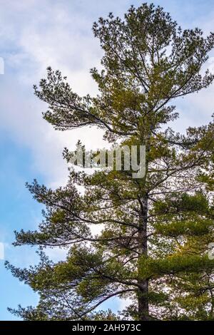 Einer Kiefer steht gegen eine teilweise bewölkt blauer Himmel. Der immergrüne Nadelbaum hat Niederlassungen mit Nadeln gehen in alle Richtungen. Stockfoto