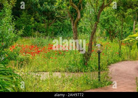 Eine hübsche italienische wildflower Garden im Frühsommer, mit roter Mohn in der Blüte unter lebhaften grünen Pflanzen und Bäumen. Stockfoto