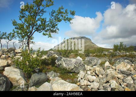 Idyllische Bergblick am Saanatunturi fiel und Felsen durch ein Zwerg Birke in Enontekiö, Kilpisjärvi, finnisch Lappland, Finnland. Stockfoto