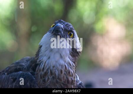 Eine Nahaufnahme eines westlichen Fischadler (Pandion haliaetus); die Sea Hawk, Fluss Hawk, oder Fisch Hawk. Stockfoto