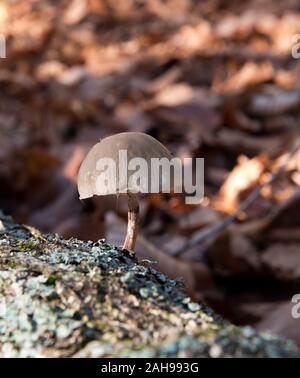 Pilze im Wald Stockfoto