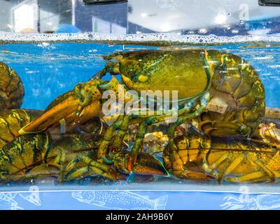 Lebendig Hummer in den Wassertank auf Seafood Market Stockfoto