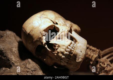 Anthropologische bleibt vom Th Höhle von Nerja in Nerja Spanien Andalusien Provinz Málaga. Homo Sapiens Schädel modernen menschlichen Schädel Stockfoto