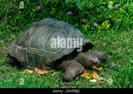 Seychellen Riesenschildkröte Nahaufnahme Portrait zu Ihnen schauen Stockfoto