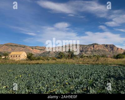 Brokkoli Feld mit Bergen im Hintergrund Landschaft, von der Sonne, Orihuela, Costa Blanca, Alicante, Spanien Stockfoto