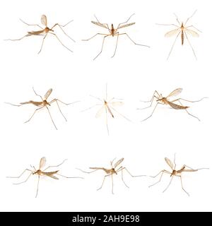 Neun cylindrotominae oder lange-bodied craneflies auf weißem Hintergrund. Stockfoto