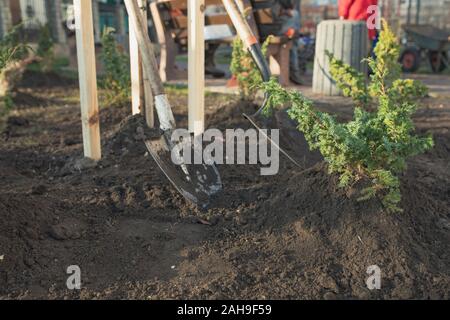 Ein Gärtner mit einer Schaufel von der Erde ist, der ist im Graben in den Wurzeln der Weihnachtsbaum engagiert. pflanzzeit im Garten Grundstück Stockfoto