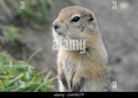 Portrait von Arktische Erdhörnchen, sorgfältig um, damit sie nicht in den Rachen der räuberischen Tiere zu fallen Stockfoto