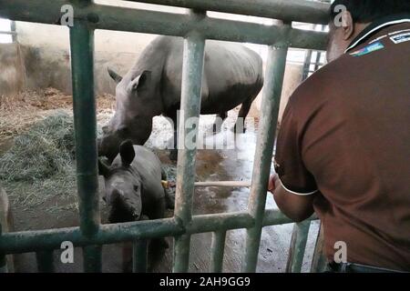 Singapur. 27 Dez, 2019. Ein neu geboren Südliches Breitmaulnashorn wird in einen Stift in die Singapur Zoo am Dez. 27, 2019 gesehen. Der Singapore Zoo begrüßte die 24 Südliches Breitmaulnashorn Baby am Dez 19, 2019 geboren wurde. Credit: Dann Chih Wey/Xinhua/Alamy leben Nachrichten Stockfoto