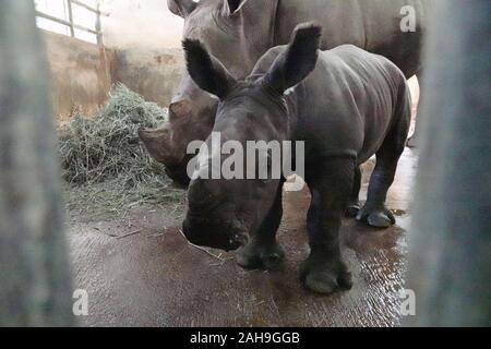 Singapur. 27 Dez, 2019. Ein neu geboren Südliches Breitmaulnashorn wird in einen Stift in die Singapur Zoo am Dez. 27, 2019 gesehen. Der Singapore Zoo begrüßte die 24 Südliches Breitmaulnashorn Baby am Dez 19, 2019 geboren wurde. Credit: Dann Chih Wey/Xinhua/Alamy leben Nachrichten Stockfoto