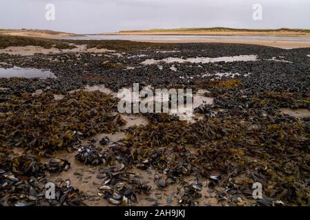 Landschaft Der muschelbänke am Loch Flotte Sutherland Schottland Großbritannien Stockfoto