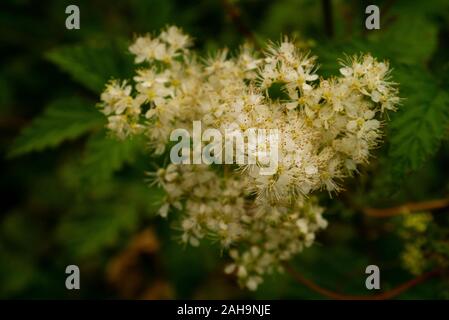 Nahaufnahme der Schafgarbe (Achillea millefolium) in Blüte Sutherland Schottland Großbritannien Stockfoto