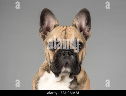 4.5 Monate alte französische Bulldogge, Rüde, Fawn, UK Stockfoto