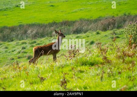 Hind Red Deer (Cervus elaphus) in den schottischen Highlands von Sutherland Schottland Großbritannien