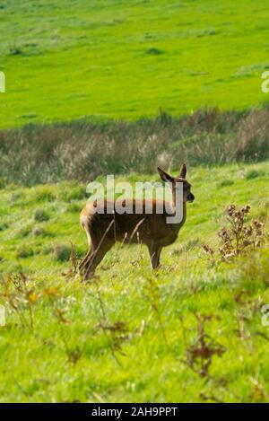Hind Red Deer (Cervus elaphus) in den schottischen Highlands von Sutherland Schottland Großbritannien Stockfoto