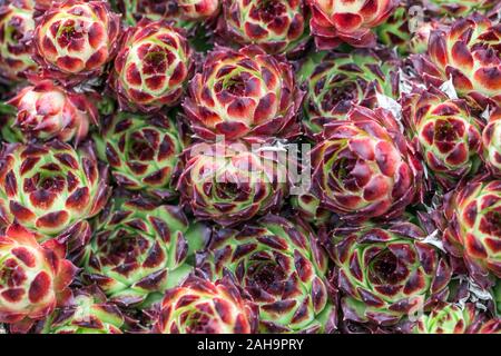 Henne und Küken anlage Sempervivum arachnoideum 'Laggeri" houseleeks Stockfoto