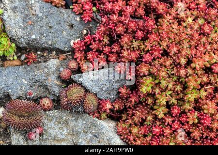 Stonecrop Sedum Album 'Murala rubrum' Alpine plant Cover Alpine plants Rock Rock Rock stone Stockfoto