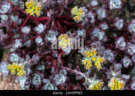 Fetthenne Sedum spathulifolium pruinosum "Cape Blanco" Stockfoto