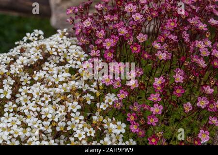 Moosige Alp-Saxifrage Purple Saxifraga arendsii Juwel und White Saxifraga caespitosa ' Findling ' Stockfoto