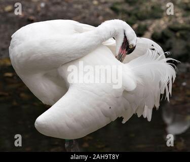 Whooping crane Vogel close-up Profil anzeigen Mit bokeh Hintergrund Reinigung weiße Federn Gefieder angezeigte Farbe weiß Gefieder, Auge, Schnabel, langen Hals Ich Stockfoto