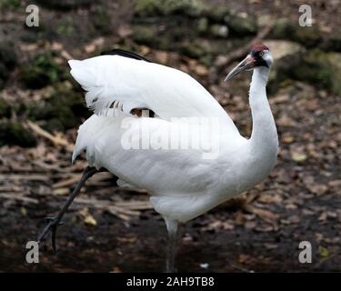Whooping crane Vogel in der Nähe Profil ansehen hoch mit einem Bokeh Hintergrund angezeigte weiße Federn Gefieder, Schnabel, Rot gekrönten Kopf, Augen, Beine Stockfoto