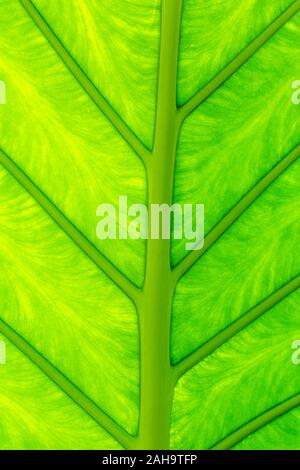 Ein Makro Fotografie eines grünen Blätter mit Close up Bildsprache der Blattadern. Die blattadern aussehen wie ein Straßennetz. Stockfoto