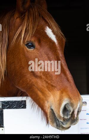 Ein Foto von einem braunen Pferd mit Blick auf eine stabile Tür. Das Pferd hat einen weißen Fleck auf der Stirn. Stockfoto