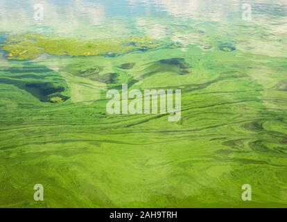 Grün fließendes Wasser massen auf Ukrainischen Fluss Dnjepr unter cyanobacterias als Ergebnis des Phytoplanktons Evolution in heißen Jahreszeiten Stockfoto