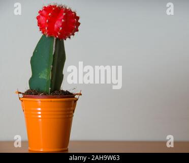 Kleiner Kaktus Stockfoto