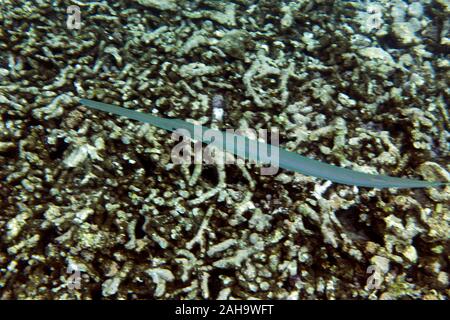 Eine schöne Blaupunktrochen cornetfish im Meer der Seychellen. Stockfoto
