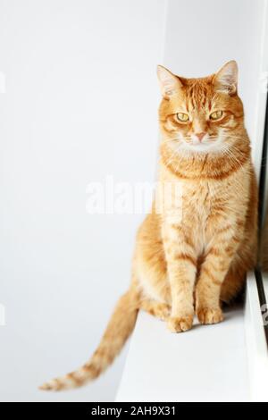 Nette junge Ingwer Katze sitzt auf der Fensterbank in der Nähe der Fenster von der Kamera suchen Stockfoto