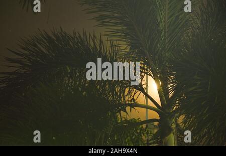 Mond verbreiten Licht hinter Palmen am Abend Stockfoto