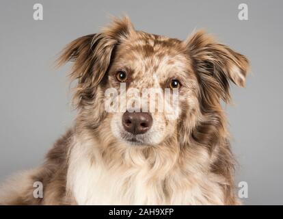 Collie/Lab Cross 4 Jahre alt, weiblich, UK Stockfoto