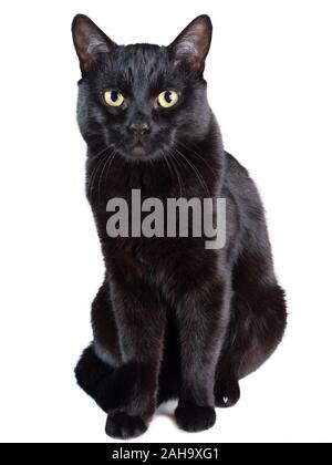 Blick auf eine schwarze Katze vor einem weißen Hintergrund Stockfoto